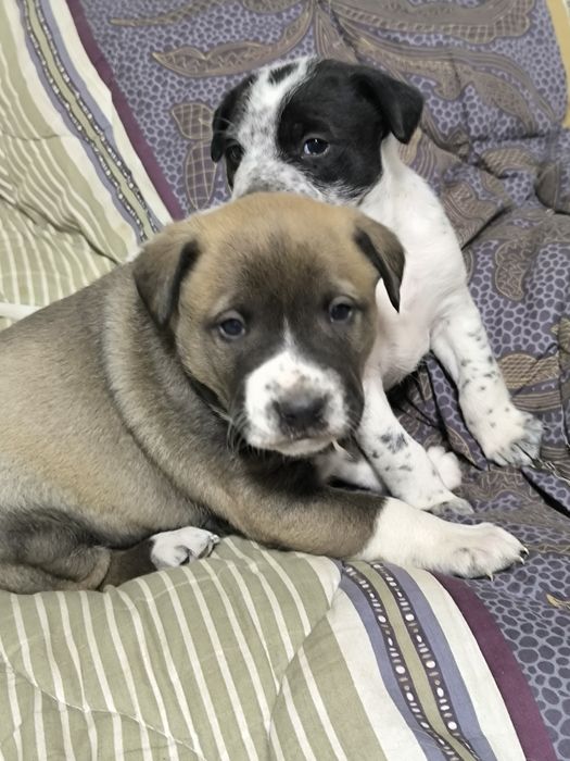 Щенята в добрые руки