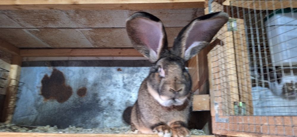 Белгийски великани