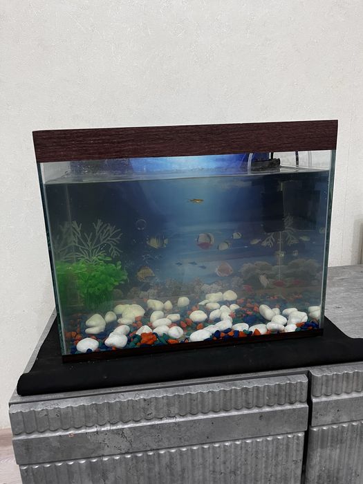 Продам аквариум с рыбами