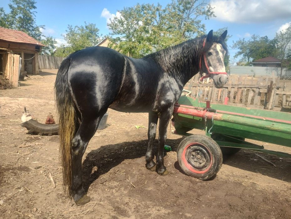 Noatin talie mare 3ani probe cum vrea omu