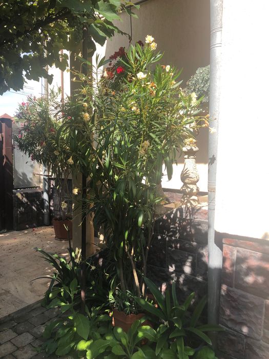 Plante decorative - Oleandrii