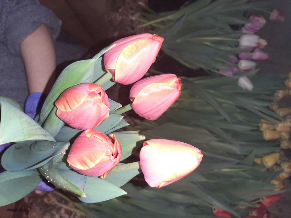 Тюльпаны оптом и в розницу к 8 марту