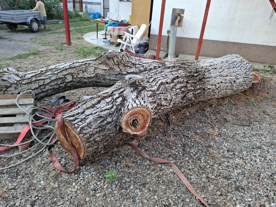 Lemn de nuc pentru prelucrat