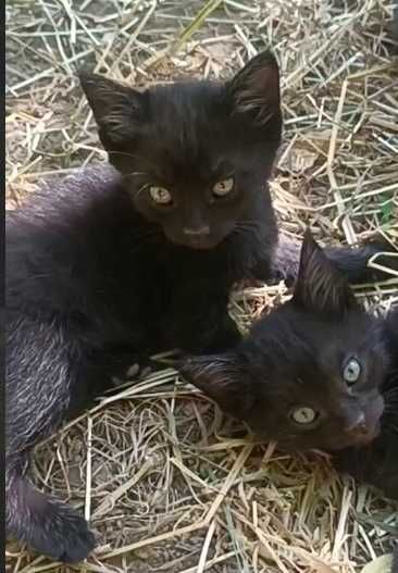 Котята в добрые руки!