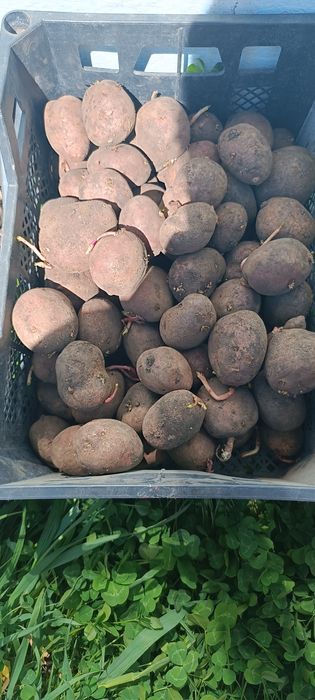 Картофель семенной