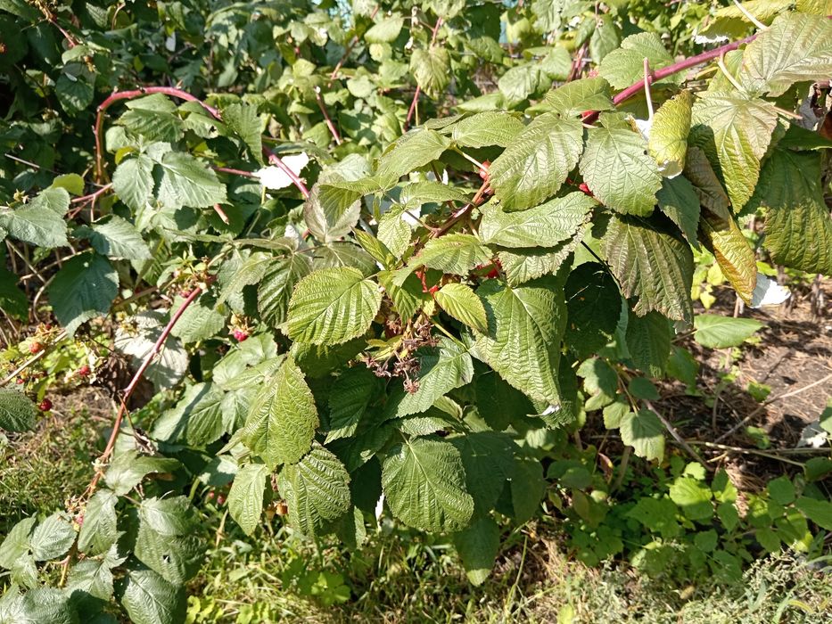 Малина ремонтантная, цветы