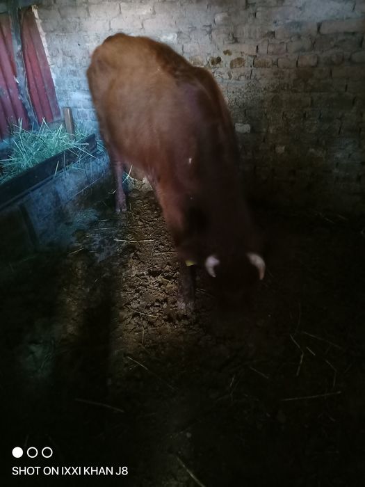 Карова с теленком