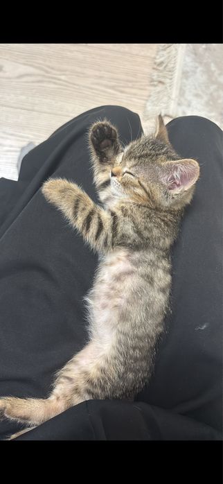 Отдадим котенка в хорошие руки