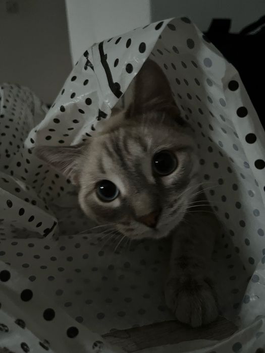 Отдам в добрые руки бесплатно