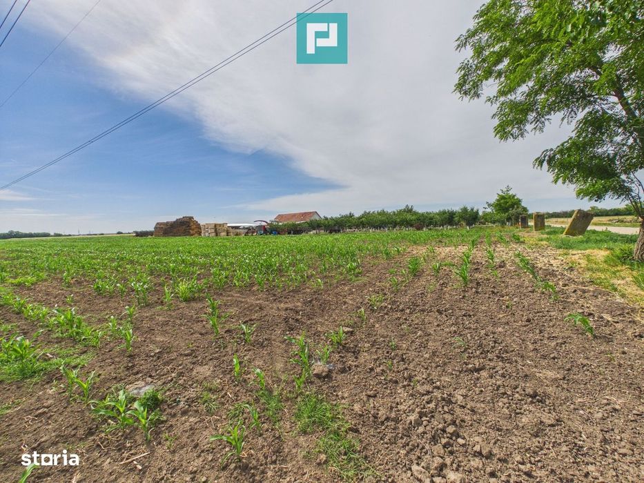 Teren extravilan 5000 mp, Arad