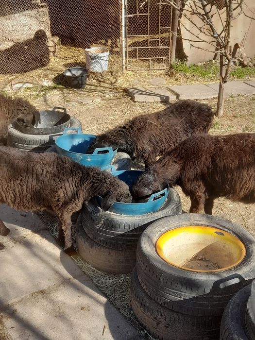 Кузилар бор 5та биттаси кучкорча