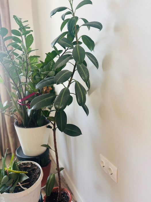 Крупные комнатные растения