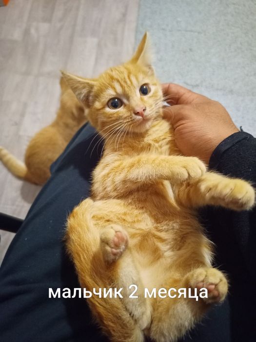 Отдам котят бесплатно