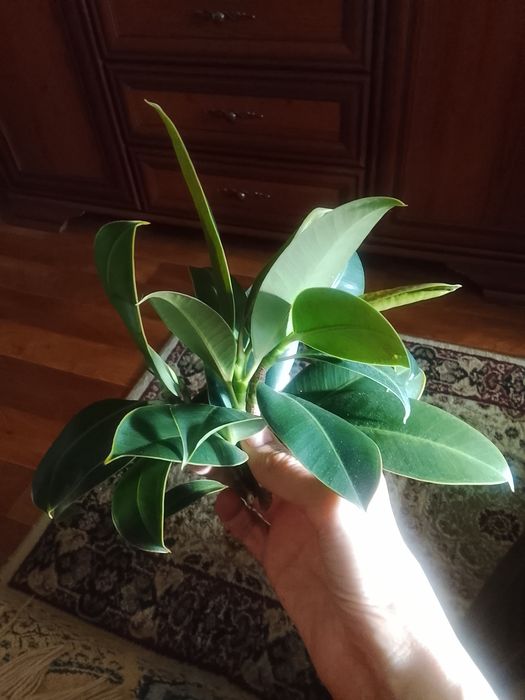 Фикус каучуконосный продам