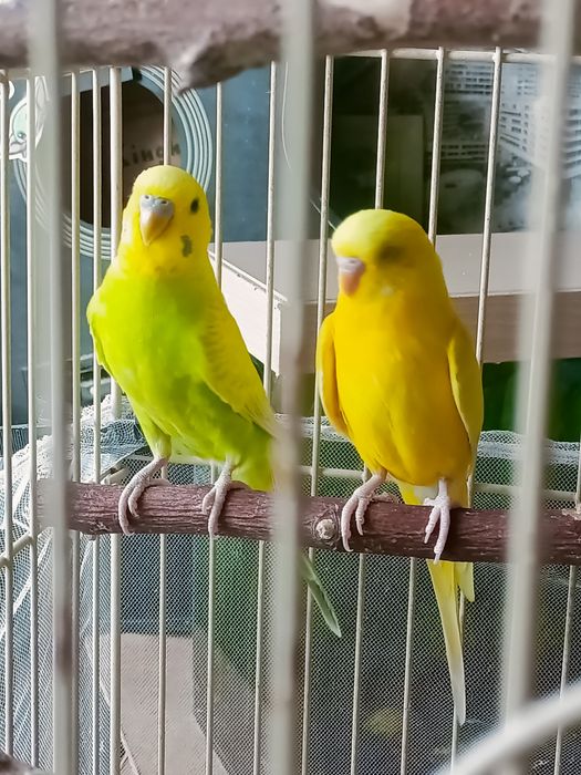 Волнистые попугаи