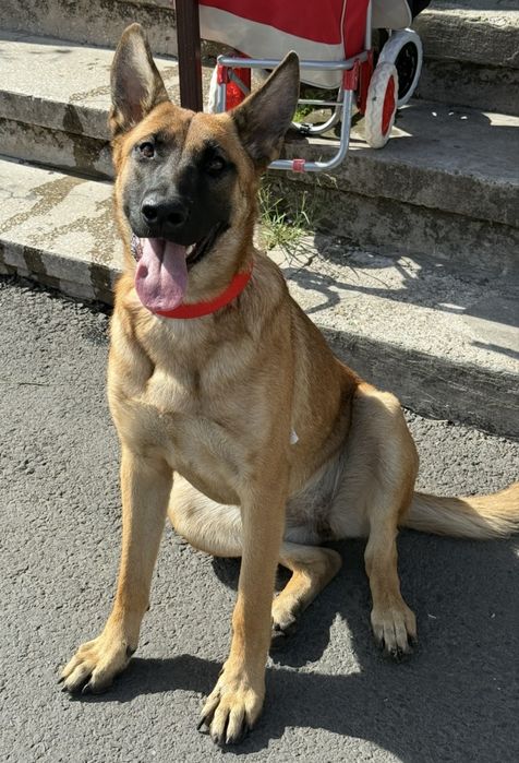 Catelusa Malinois 1an