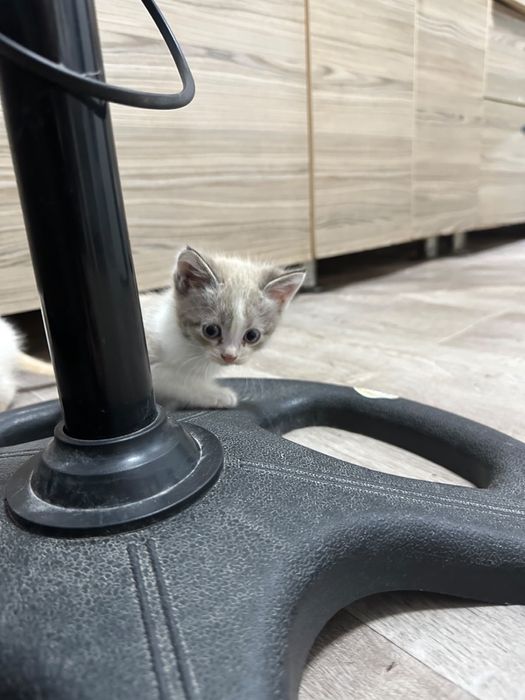 котята, 3 месяца