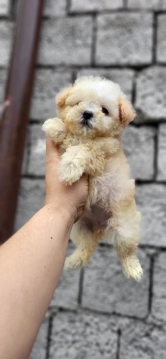 Мальтипу Ф_1 девочка пипевочка