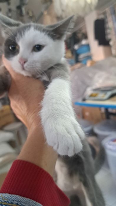 Отдам котят в добрые,любящие руки!