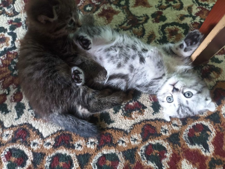 Продаются котята 300.000