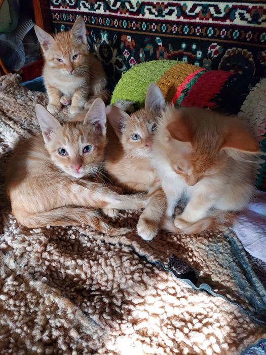 Котята в добрые руки