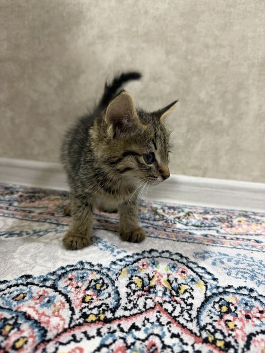 3 милых котика, хотят в добрые руки