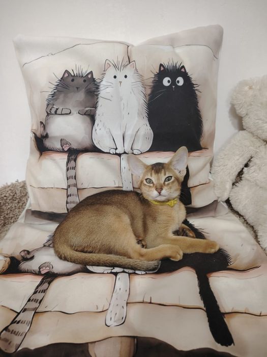 Абиссинец  вязка