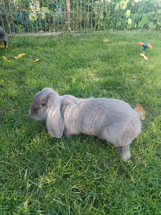 Iepuri berbec german