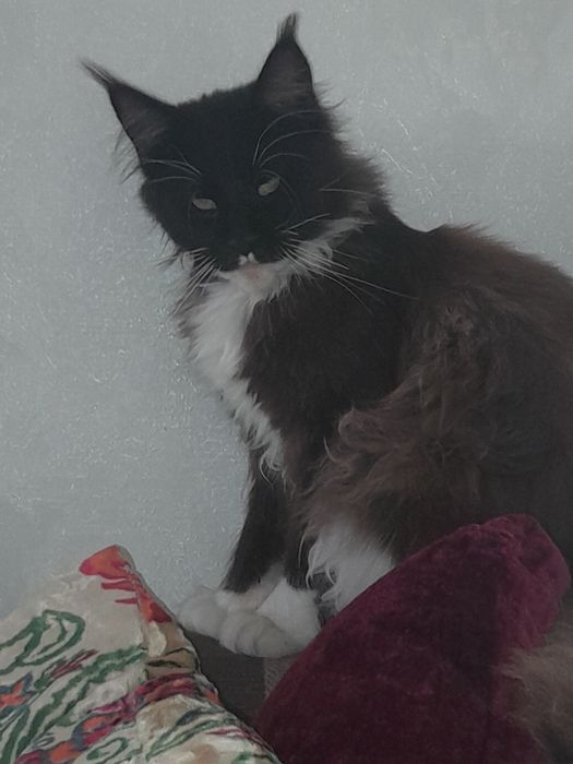 Потерялся кот 8 месяцев