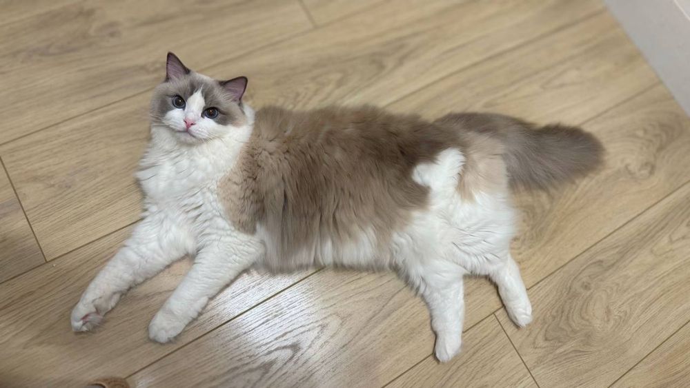 Чистокровные регдоллы !! Regdoll