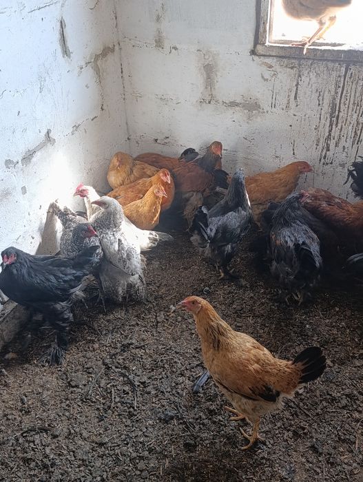 Продам молодых курей