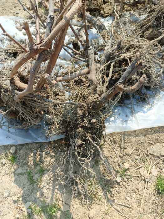 Виноград сотр столовый