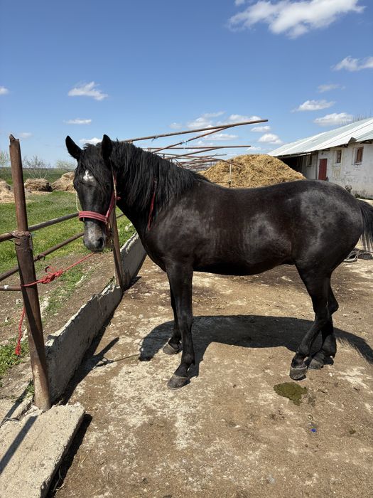 Noatin la un an si 4 luni tata lipitan mama north star