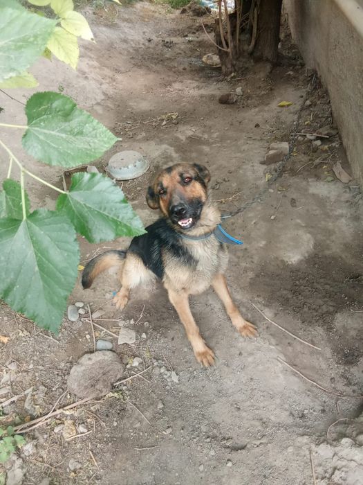 Овчарка собака немецки