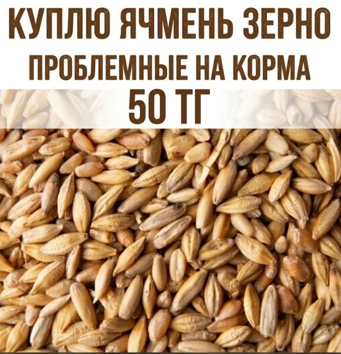 Закупаю ячмень зерно