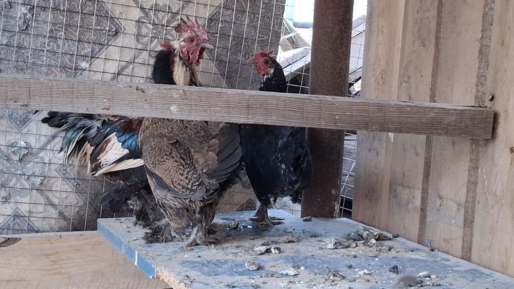 Тауыктар сатылады японка