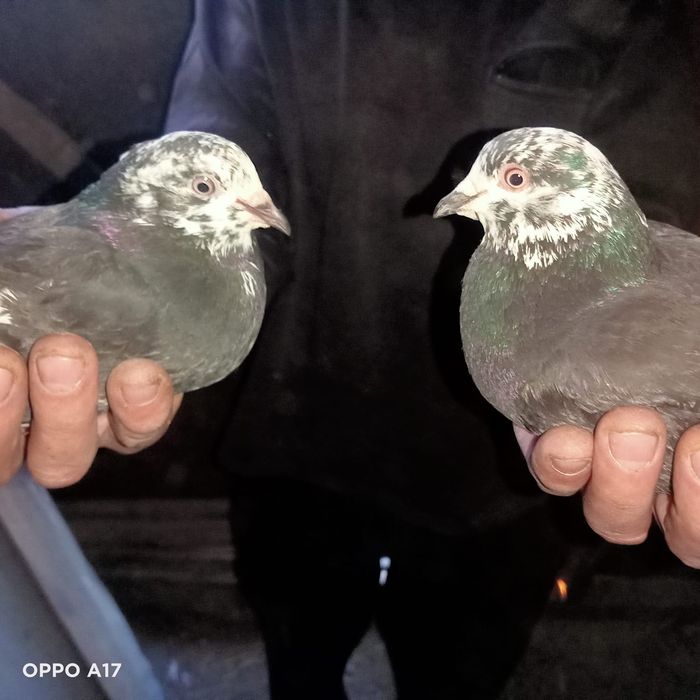 Голуби курчеголовые