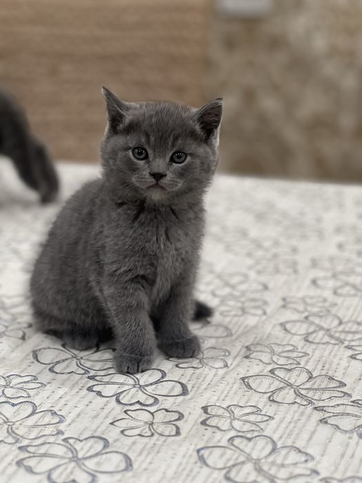 Скоттиш фолд британский