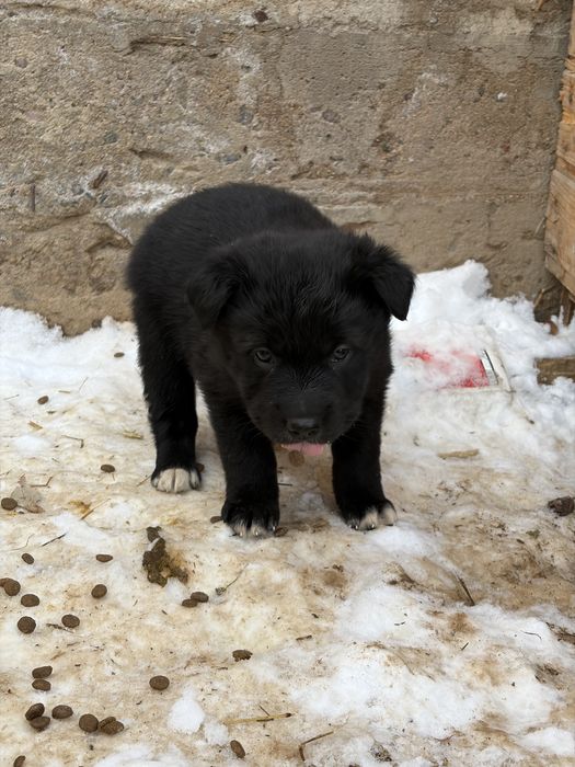 Отдам щенят в добрые руки