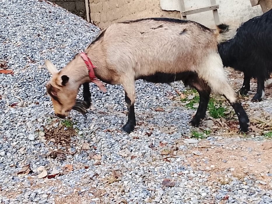 Альпий ешкі, буаз шыбыш