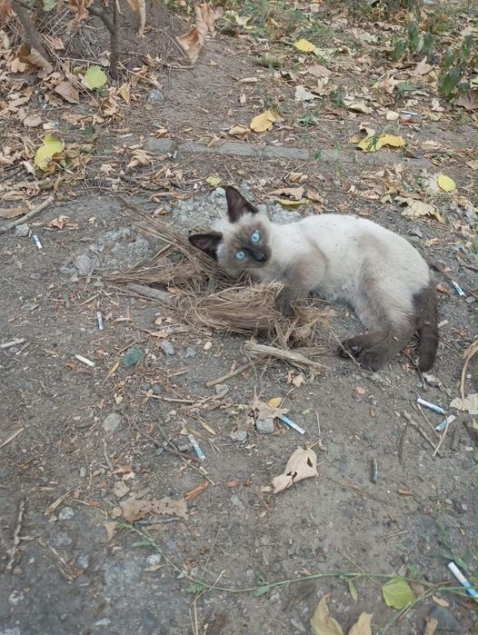 Отдам котенка , мальчик.