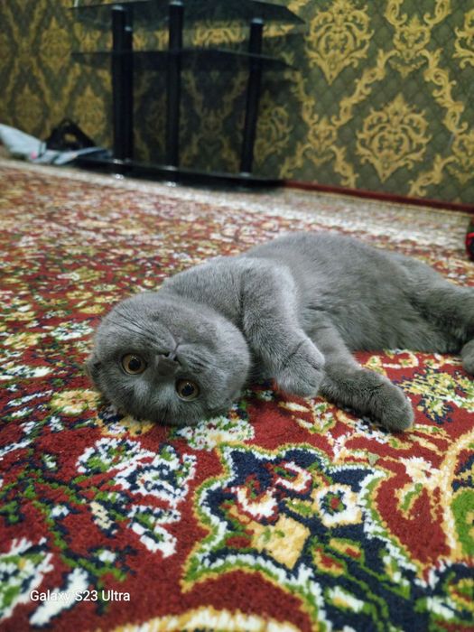 Шикарный шотландский вислоухий котенок (Скоттиш-фолд), 4 месяца