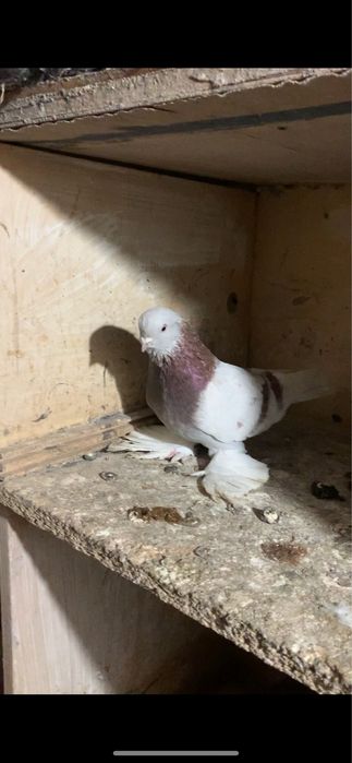 Голуби вольные в гоне