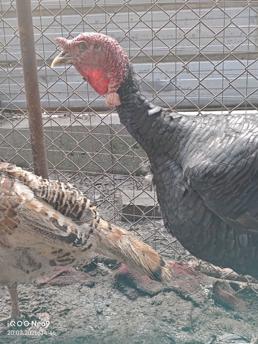 Продам индюка,самец-2024г.р