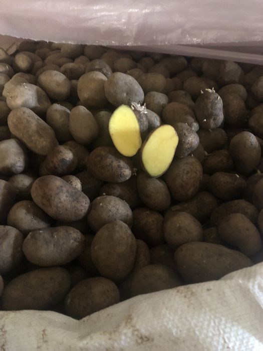 Cartofi samanta certificata Soraya