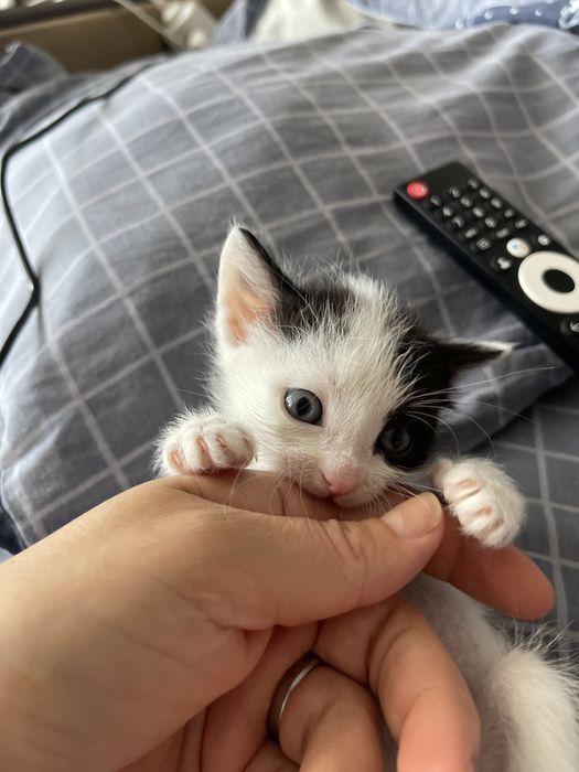 Котенок мальчик.Чистый ,ласковый