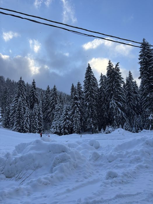 Teren cu padure langa viitoarea partie de schi