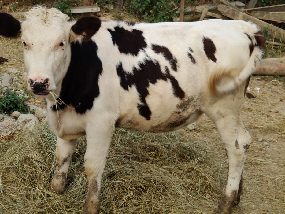 Vând vițică și tăuraș