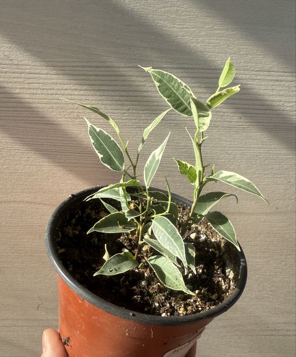 Пролам фикусы укорененные