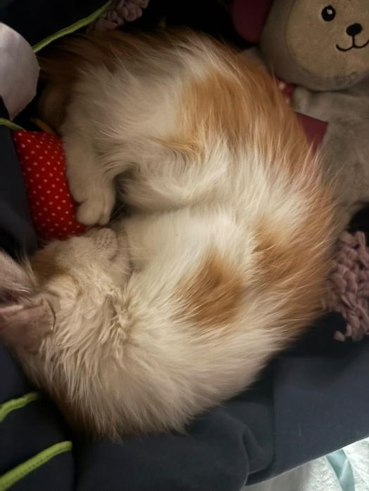 ПОДАРЯВАМ  женско котенце